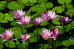 Pink Waterlilies with green leaves on water
